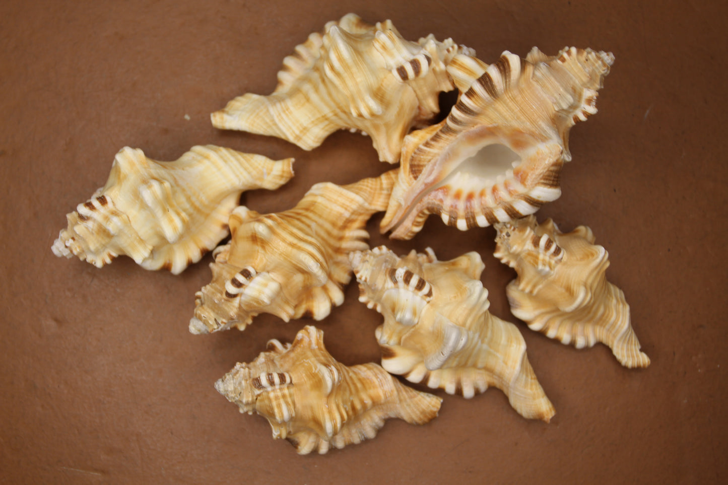 5-CYMATIUM PERRYI Seashells,Collectible Display Seashell,Beach Decor,All Occasion Gift,Beach Wedding Supply,SS-28A
