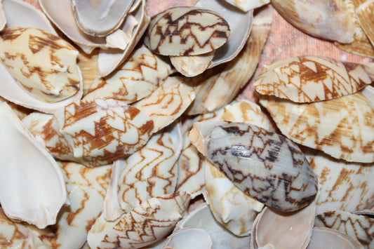 SEASHELLS, Top Cut Bat Volutes, Craft Supply, All Occasion Gifts Beach Wall Art, Custom Greeting Card Supply,  CS-93