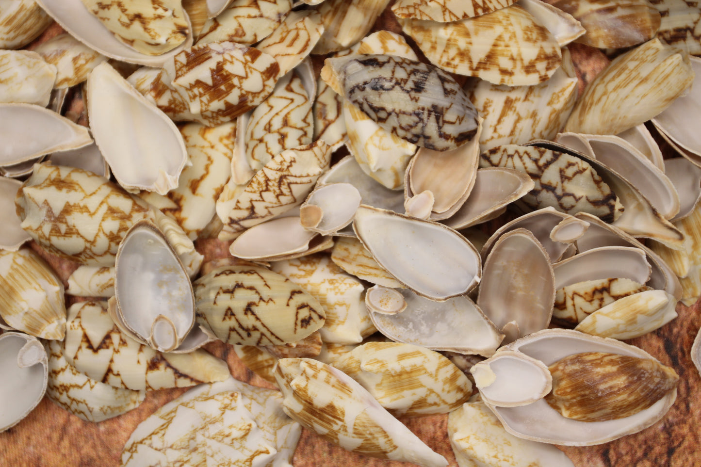 SEASHELLS, Top Cut Bat Volutes, Craft Supply, All Occasion Gifts Beach Wall Art, Custom Greeting Card Supply,  CS-93