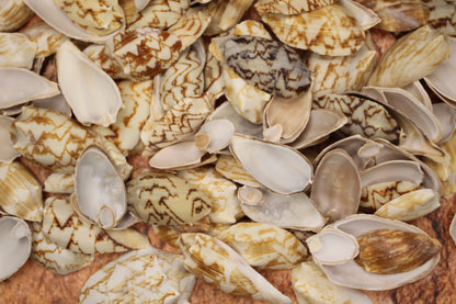 SEASHELLS, Top Cut Bat Volutes, Craft Supply, All Occasion Gifts Beach Wall Art, Custom Greeting Card Supply,  CS-93