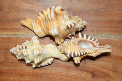5-CYMATIUM PERRYI Seashells,Collectible Display Seashell,Beach Decor,All Occasion Gift,Beach Wedding Supply,SS-28A