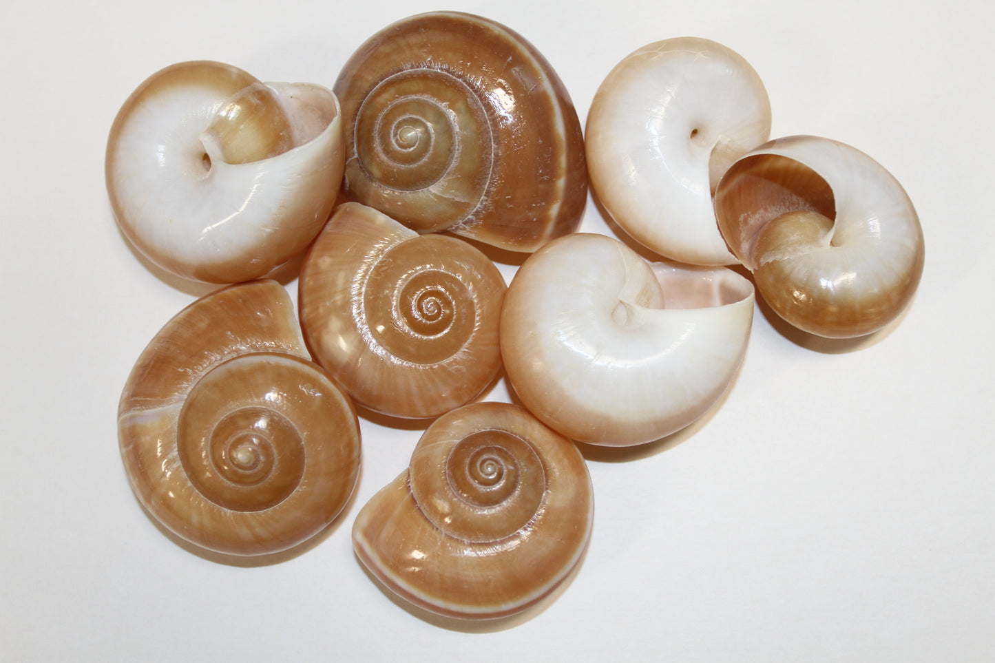 10-MUFFIN SHELLS,Shell Craft,Beach Art,Sailors Valentine,Coastal Home Decor,SS-179
