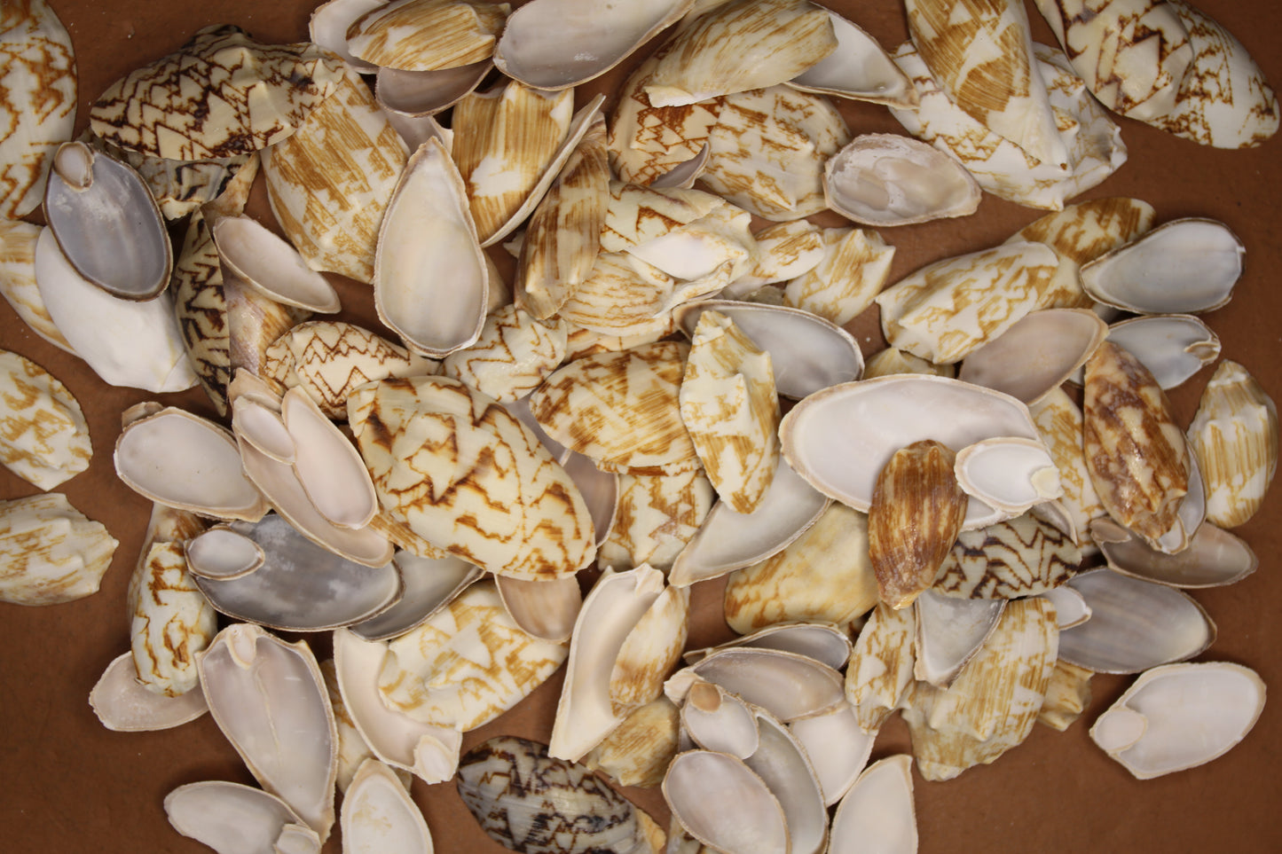 SEASHELLS, Top Cut Bat Volutes, Craft Supply, All Occasion Gifts Beach Wall Art, Custom Greeting Card Supply,  CS-93