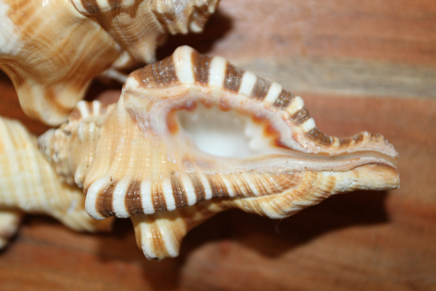 5-CYMATIUM PERRYI Seashells,Collectible Display Seashell,Beach Decor,All Occasion Gift,Beach Wedding Supply,SS-28A