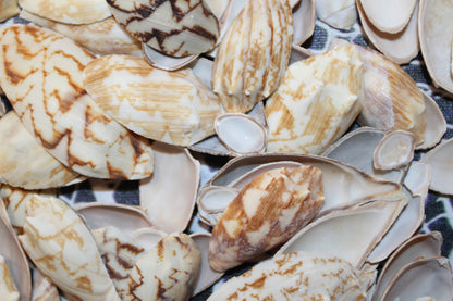 SEASHELLS, Top Cut Bat Volutes, Craft Supply, All Occasion Gifts Beach Wall Art, Custom Greeting Card Supply,  CS-93