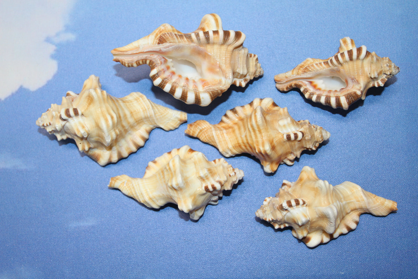 5-CYMATIUM PERRYI Seashells,Collectible Display Seashell,Beach Decor,All Occasion Gift,Beach Wedding Supply,SS-28A
