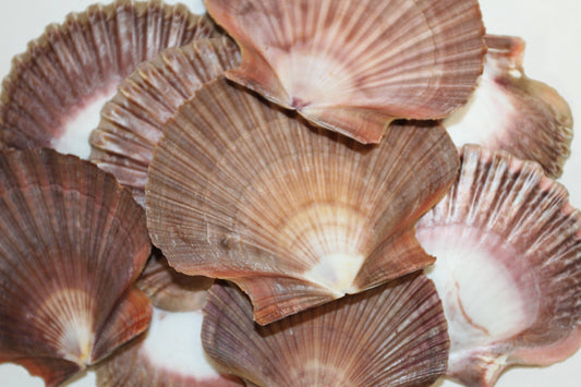 20-MEXICAN FLATS Seashells,Decoupage Crafts,Mosaic Supply,Beach Art,Gifts,SS-180