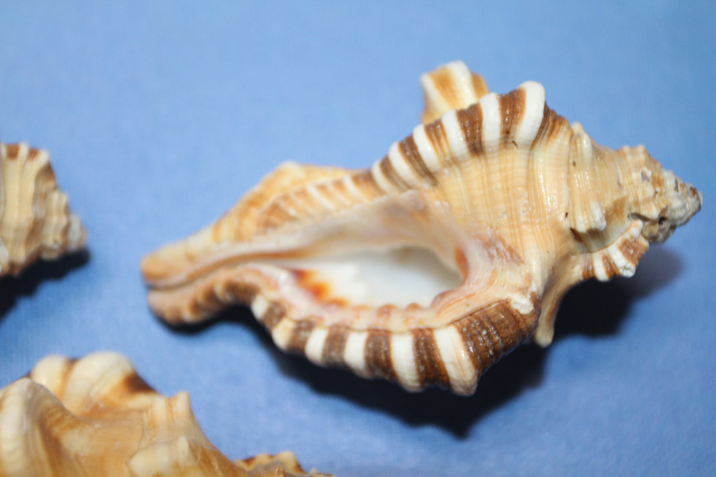 5-CYMATIUM PERRYI Seashells,Collectible Display Seashell,Beach Decor,All Occasion Gift,Beach Wedding Supply,SS-28A