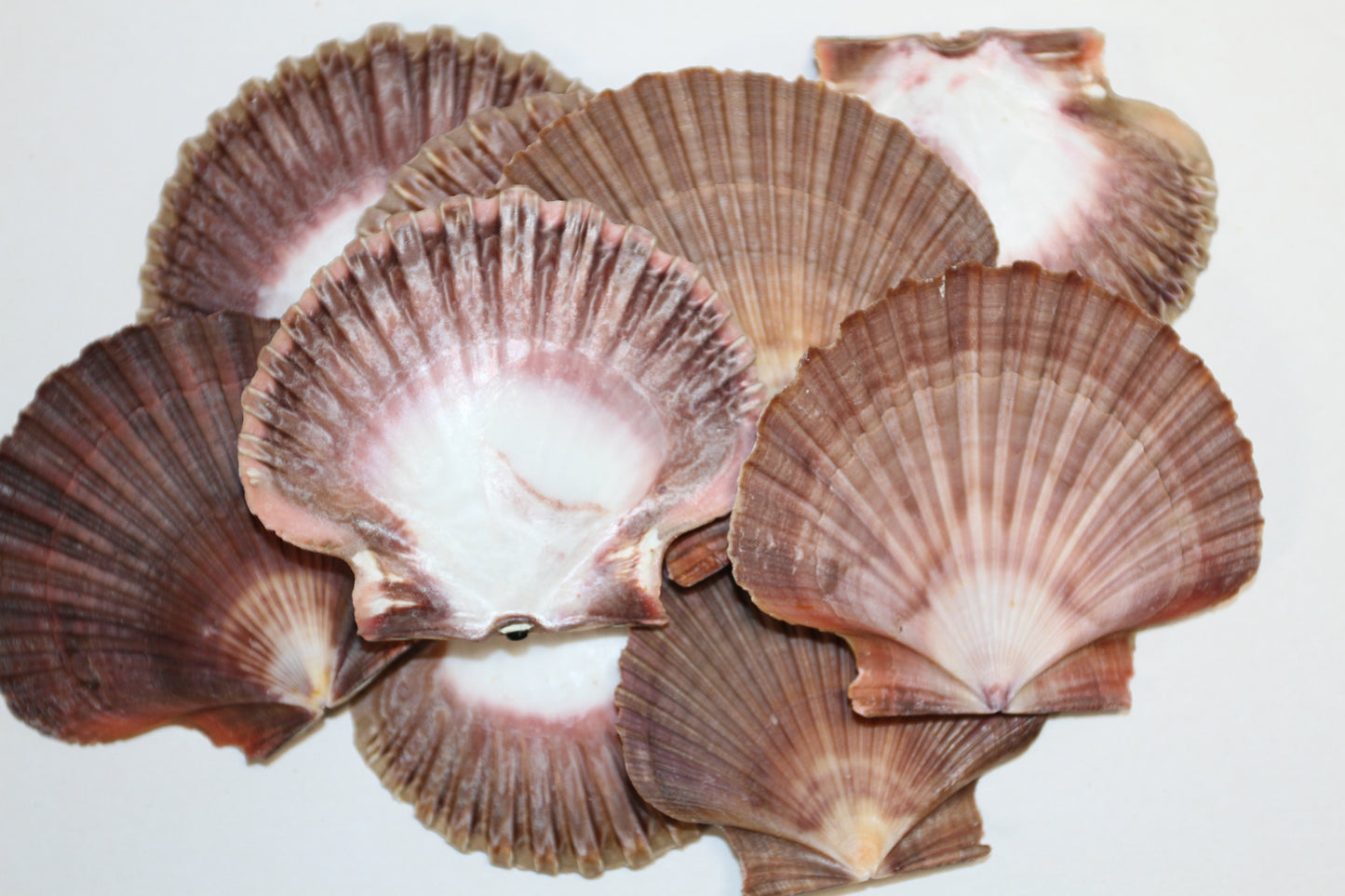20-MEXICAN FLATS Seashells,Decoupage Crafts,Mosaic Supply,Beach Art,Gifts,SS-180