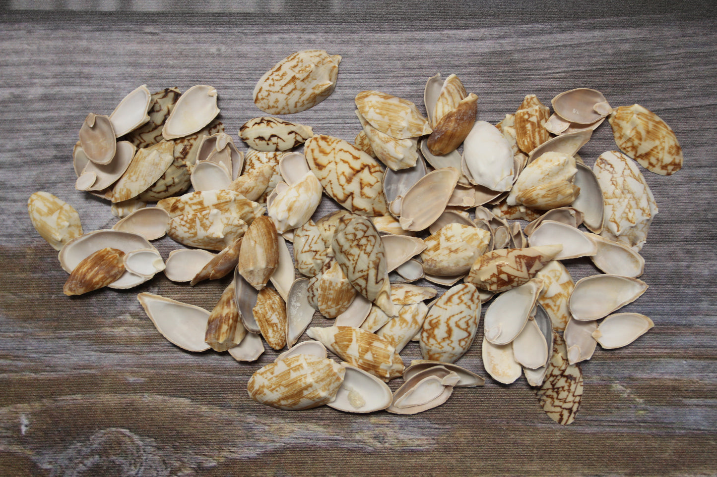 SEASHELLS, Top Cut Bat Volutes, Craft Supply, All Occasion Gifts Beach Wall Art, Custom Greeting Card Supply,  CS-93
