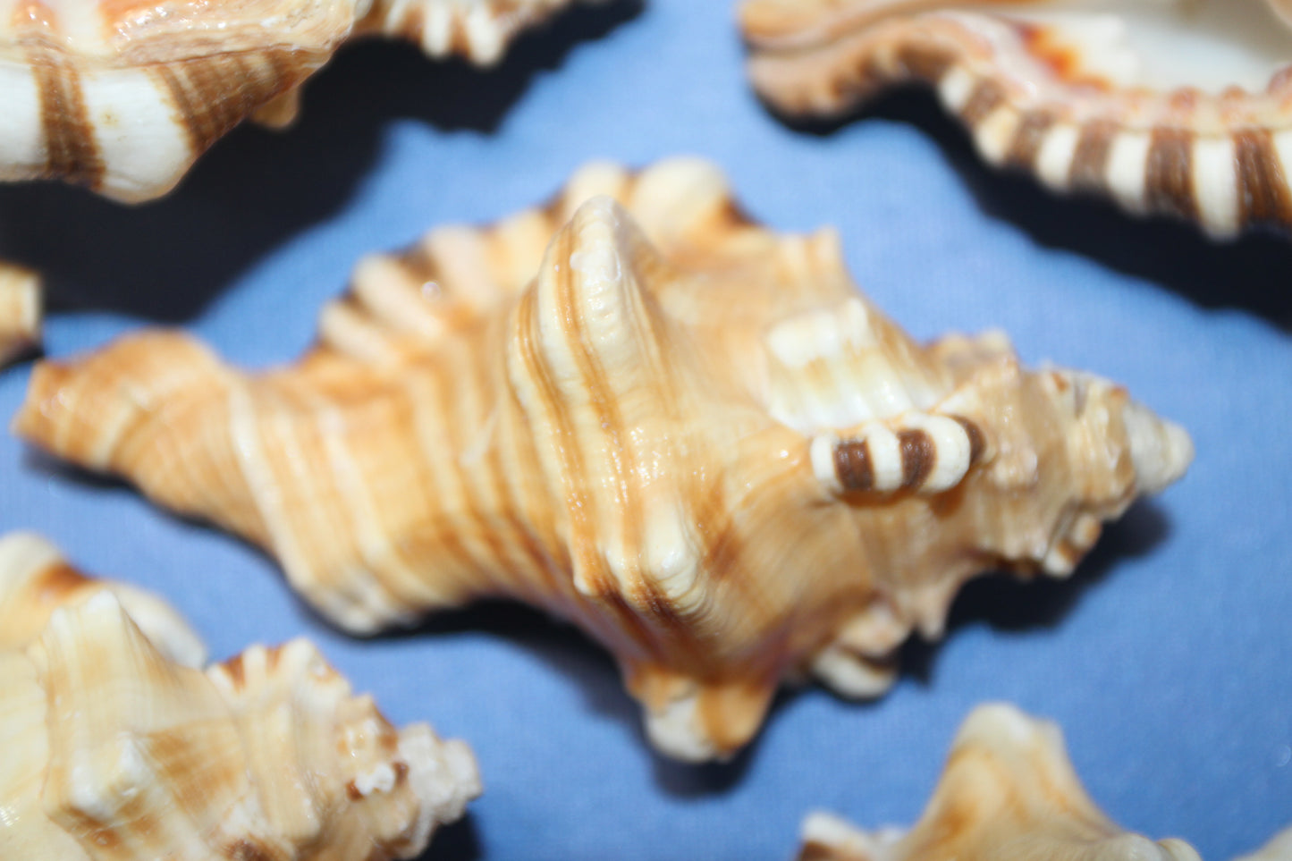 5-CYMATIUM PERRYI Seashells,Collectible Display Seashell,Beach Decor,All Occasion Gift,Beach Wedding Supply,SS-28A