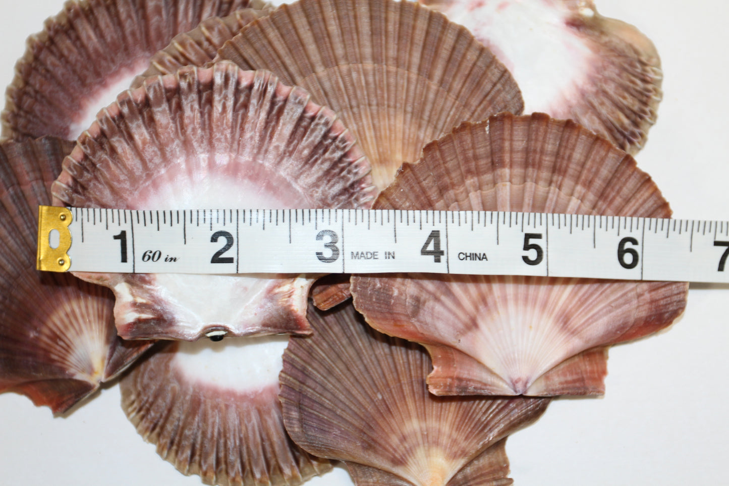 20-MEXICAN FLATS Seashells,Decoupage Crafts,Mosaic Supply,Beach Art,Gifts,SS-180