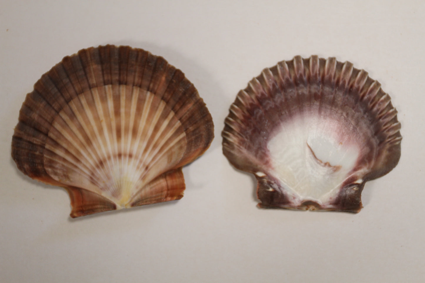 20-MEXICAN FLATS Seashells,Decoupage Crafts,Mosaic Supply,Beach Art,Gifts,SS-180