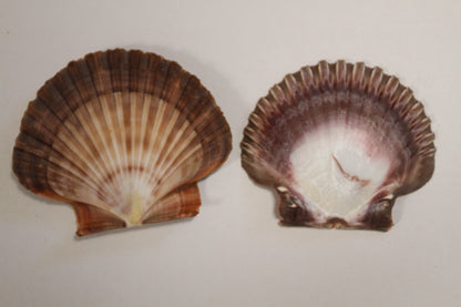 20-MEXICAN FLATS Seashells,Decoupage Crafts,Mosaic Supply,Beach Art,Gifts,SS-180