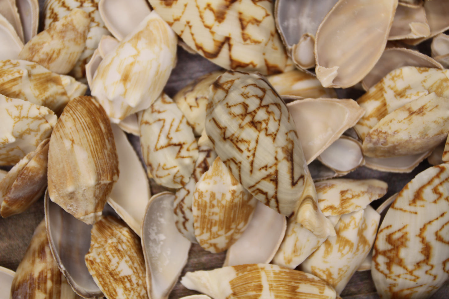 SEASHELLS, Top Cut Bat Volutes, Craft Supply, All Occasion Gifts Beach Wall Art, Custom Greeting Card Supply,  CS-93