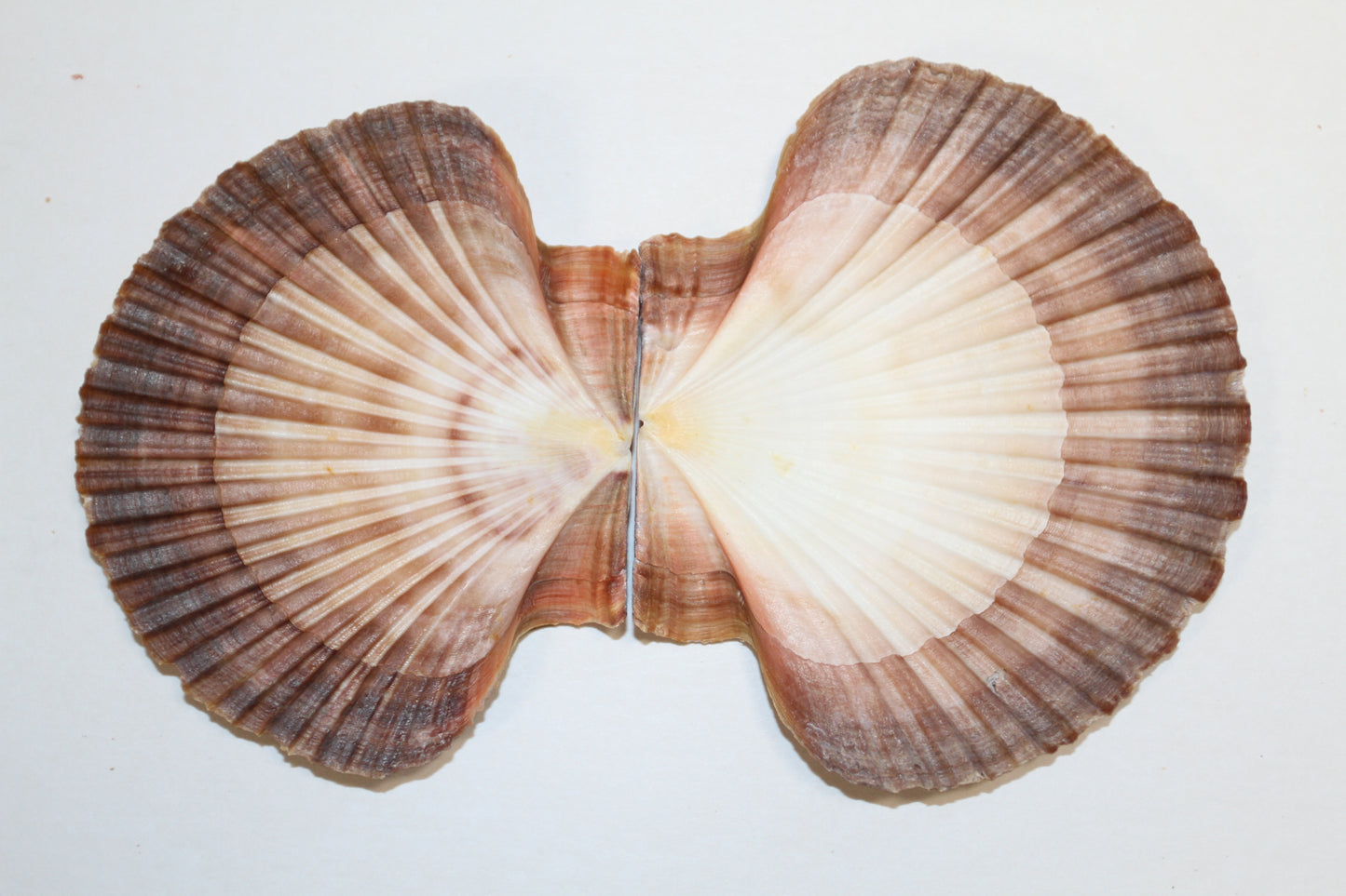 20-MEXICAN FLATS Seashells,Decoupage Crafts,Mosaic Supply,Beach Art,Gifts,SS-180