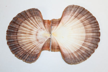 20-MEXICAN FLATS Seashells,Decoupage Crafts,Mosaic Supply,Beach Art,Gifts,SS-180