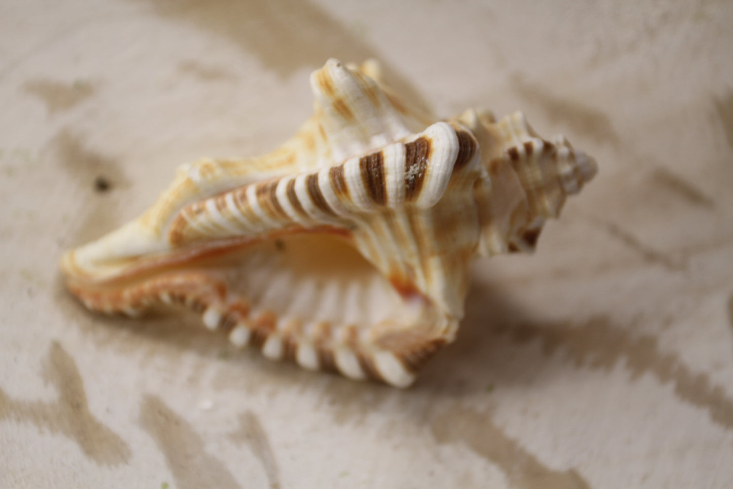 5-CYMATIUM PERRYI Seashells,Collectible Display Seashell,Beach Decor,All Occasion Gift,Beach Wedding Supply,SS-28A