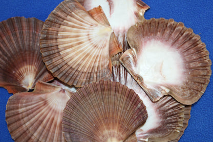 20-MEXICAN FLATS Seashells,Decoupage Crafts,Mosaic Supply,Beach Art,Gifts,SS-180