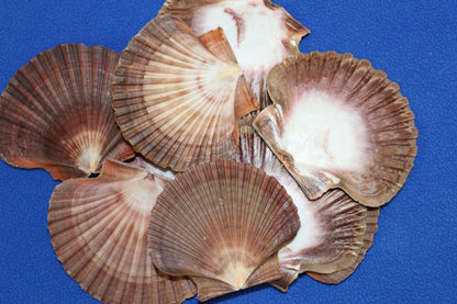 20-MEXICAN FLATS Seashells,Decoupage Crafts,Mosaic Supply,Beach Art,Gifts,SS-180
