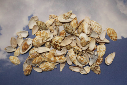 SEASHELLS, Top Cut Bat Volutes, Craft Supply, All Occasion Gifts Beach Wall Art, Custom Greeting Card Supply,  CS-93