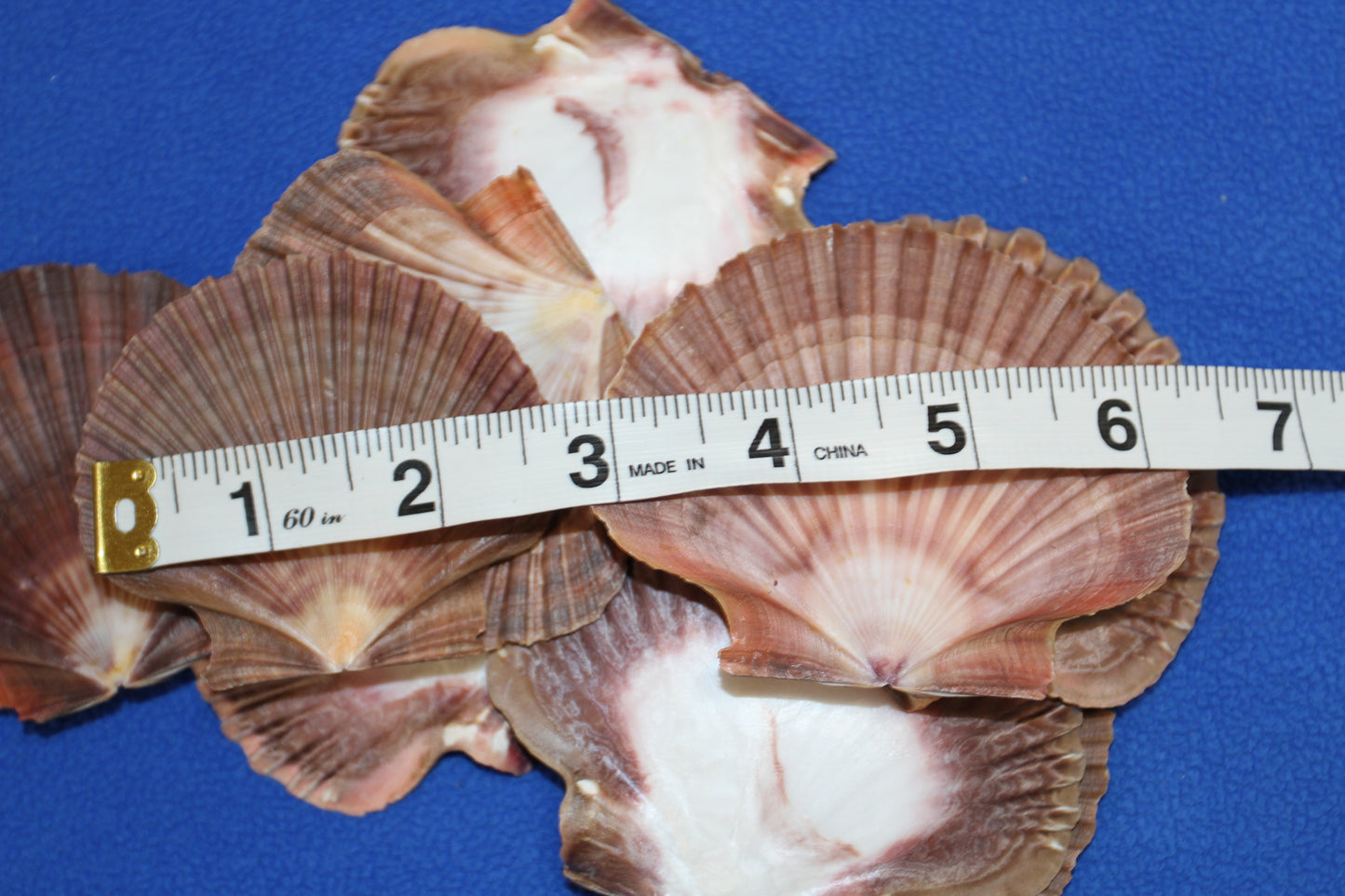 20-MEXICAN FLATS Seashells,Decoupage Crafts,Mosaic Supply,Beach Art,Gifts,SS-180