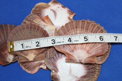 20-MEXICAN FLATS Seashells,Decoupage Crafts,Mosaic Supply,Beach Art,Gifts,SS-180