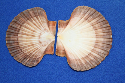 20-MEXICAN FLATS Seashells,Decoupage Crafts,Mosaic Supply,Beach Art,Gifts,SS-180