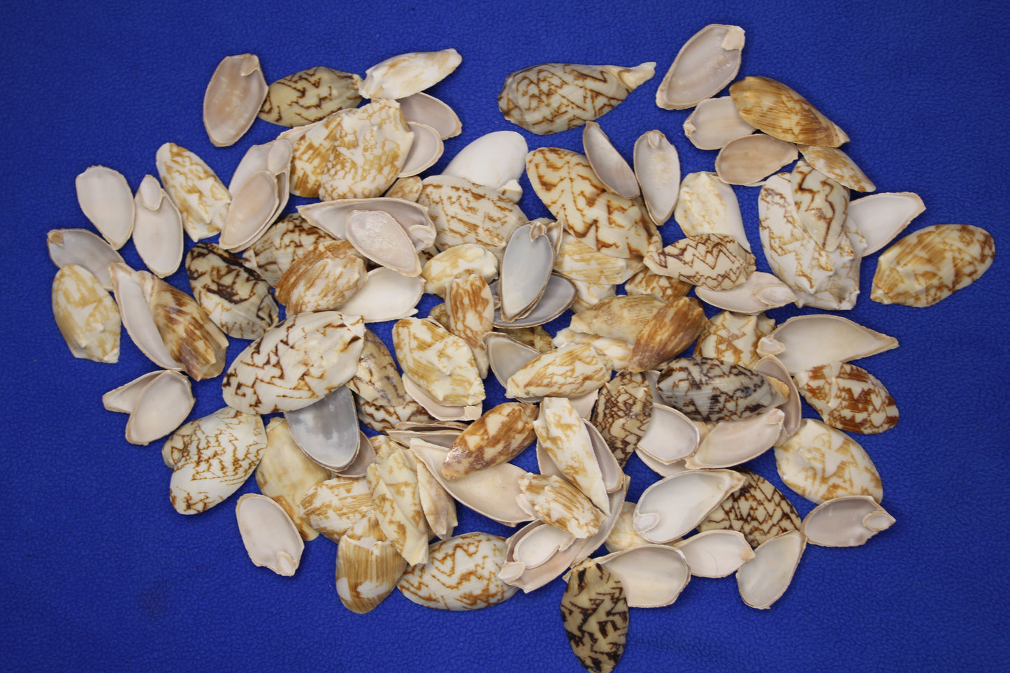 SEASHELLS, Top Cut Bat Volutes, Craft Supply, All Occasion Gifts Beach Wall Art, Custom Greeting Card Supply,  CS-93