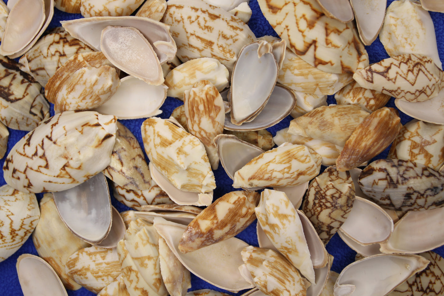 SEASHELLS, Top Cut Bat Volutes, Craft Supply, All Occasion Gifts Beach Wall Art, Custom Greeting Card Supply,  CS-93