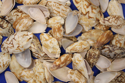 SEASHELLS, Top Cut Bat Volutes, Craft Supply, All Occasion Gifts Beach Wall Art, Custom Greeting Card Supply,  CS-93