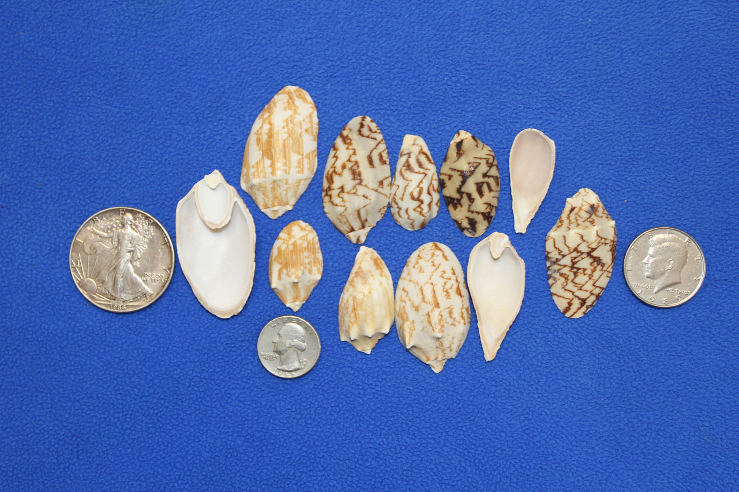 SEASHELLS, Top Cut Bat Volutes, Craft Supply, All Occasion Gifts Beach Wall Art, Custom Greeting Card Supply,  CS-93