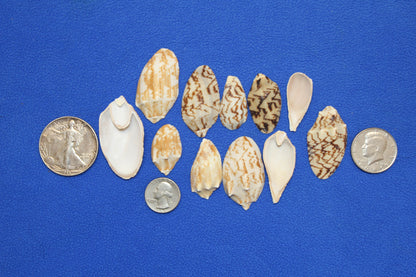 SEASHELLS, Top Cut Bat Volutes, Craft Supply, All Occasion Gifts Beach Wall Art, Custom Greeting Card Supply,  CS-93