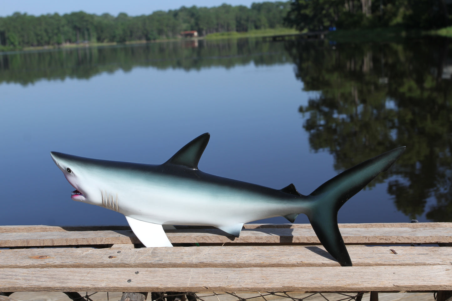 1- GREAT WHITE SHARK Replice,3D Species Correct 18" Shark Wall Hanging,All Occasion Gifts, SH-02