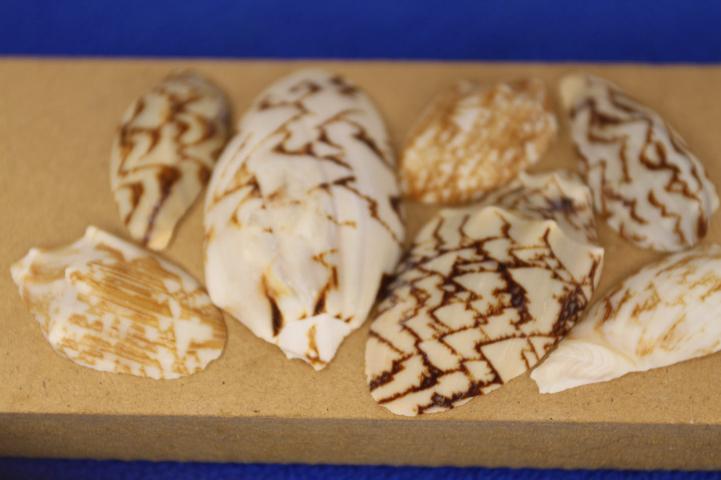 SEASHELLS, Top Cut Bat Volutes, Craft Supply, All Occasion Gifts Beach Wall Art, Custom Greeting Card Supply,  CS-93