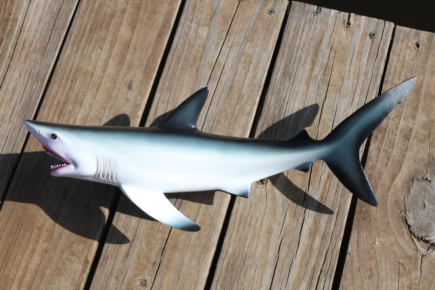 1- GREAT WHITE SHARK Replice,3D Species Correct 18" Shark Wall Hanging,All Occasion Gifts, SH-02