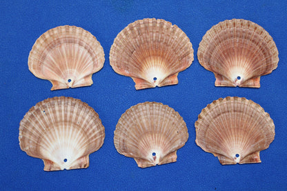 20-MEXICAN FLATS,Drilled Seashells,Decoupage Crafts,Jewelry Supply,Beach Art,Gifts,SS-182