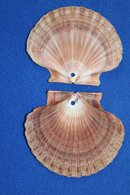 20-MEXICAN FLATS,Drilled Seashells,Decoupage Crafts,Jewelry Supply,Beach Art,Gifts,SS-182