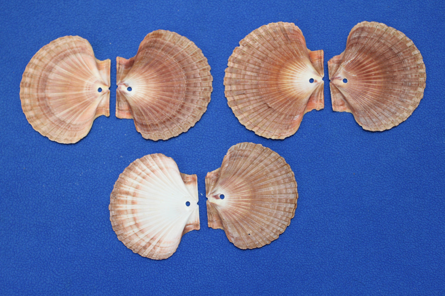 20-MEXICAN FLATS,Drilled Seashells,Decoupage Crafts,Jewelry Supply,Beach Art,Gifts,SS-182