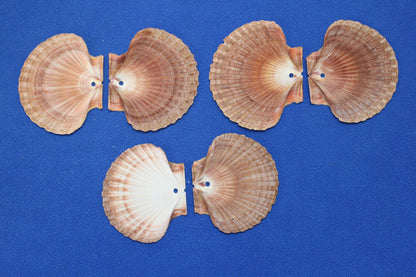 20-MEXICAN FLATS,Drilled Seashells,Decoupage Crafts,Jewelry Supply,Beach Art,Gifts,SS-182