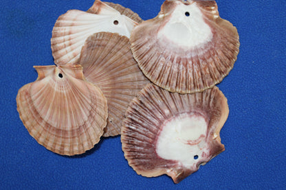 20-MEXICAN FLATS,Drilled Seashells,Decoupage Crafts,Jewelry Supply,Beach Art,Gifts,SS-182