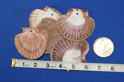 20-MEXICAN FLATS,Drilled Seashells,Decoupage Crafts,Jewelry Supply,Beach Art,Gifts,SS-182