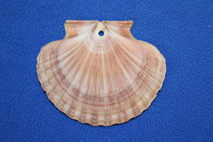 20-MEXICAN FLATS,Drilled Seashells,Decoupage Crafts,Jewelry Supply,Beach Art,Gifts,SS-182