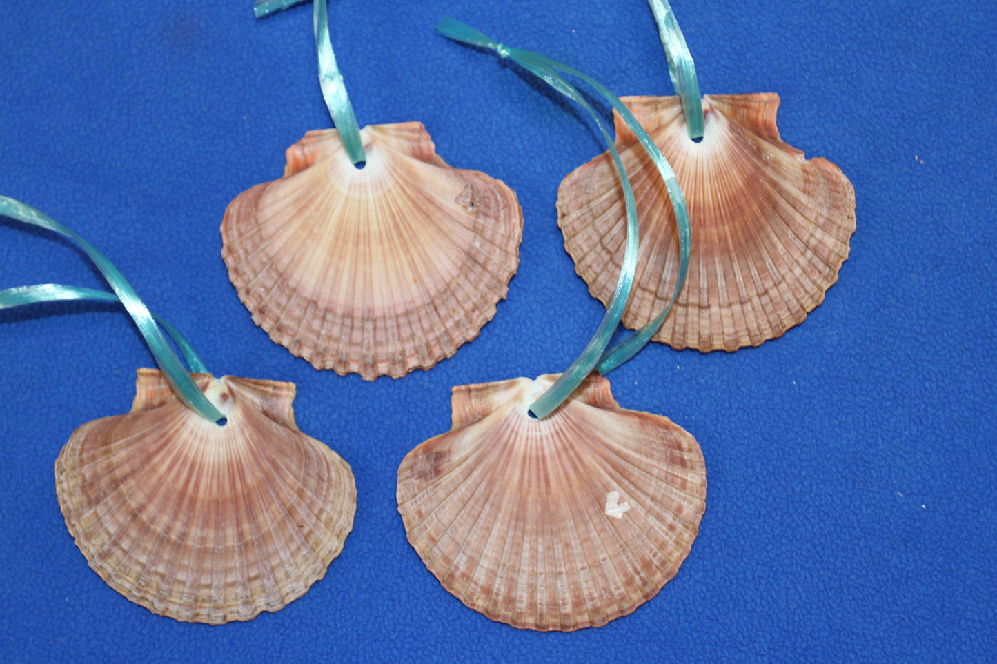 20-MEXICAN FLATS,Drilled Seashells,Decoupage Crafts,Jewelry Supply,Beach Art,Gifts,SS-182