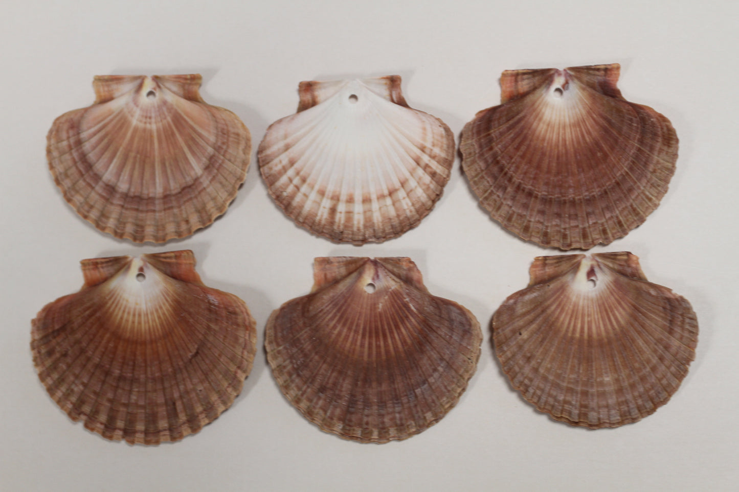 20-MEXICAN FLATS,Drilled Seashells,Decoupage Crafts,Jewelry Supply,Beach Art,Gifts,SS-182