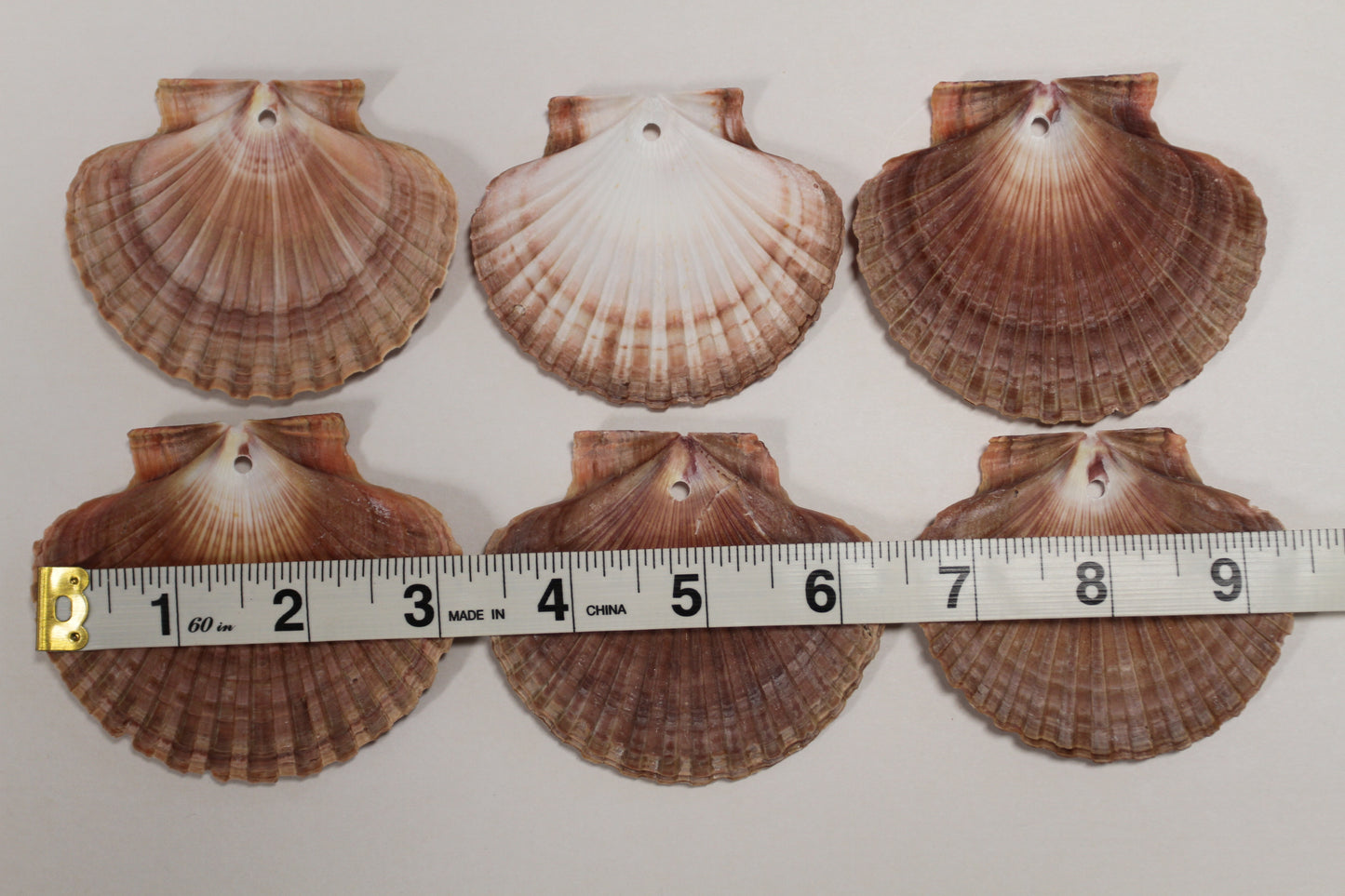 20-MEXICAN FLATS,Drilled Seashells,Decoupage Crafts,Jewelry Supply,Beach Art,Gifts,SS-182
