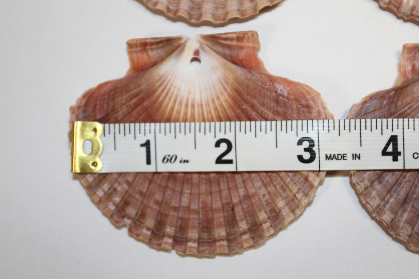20-MEXICAN FLATS,Drilled Seashells,Decoupage Crafts,Jewelry Supply,Beach Art,Gifts,SS-182