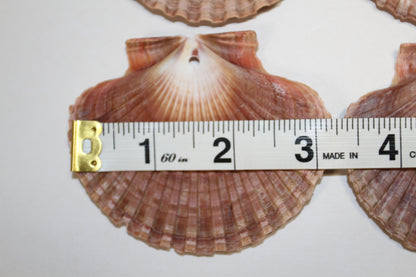 20-MEXICAN FLATS,Drilled Seashells,Decoupage Crafts,Jewelry Supply,Beach Art,Gifts,SS-182