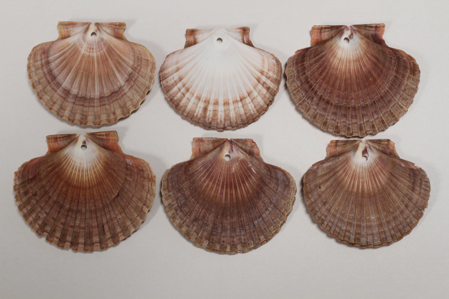20-MEXICAN FLATS,Drilled Seashells,Decoupage Crafts,Jewelry Supply,Beach Art,Gifts,SS-182