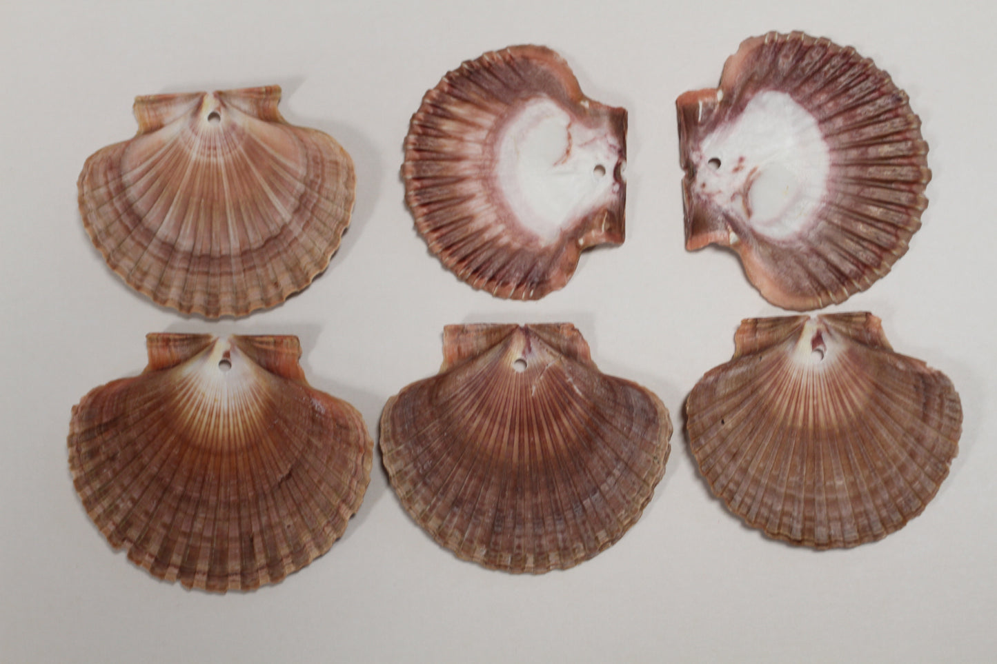 20-MEXICAN FLATS,Drilled Seashells,Decoupage Crafts,Jewelry Supply,Beach Art,Gifts,SS-182